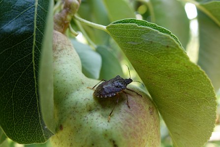 ciljno raziskovalni projekt (CRP) Obvladovanje marmorirane smrdljivke (Halyomorpha halys) v Sloveniji