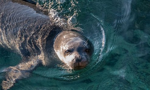 MonkSeal_Karamanlidis_MOm