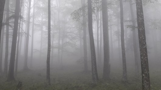 20180902_132425Živa Bončina