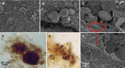 Slika1_Mešani glivno bakterijski biofilmi na EPDM gumijastih tesnilih v pomivalnih strojih