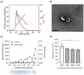 Slika5_Melanizirani ekstracelularni vezikli (EV) imajo signifikantno večji citotoksični učinek kot nemelanizirani EV