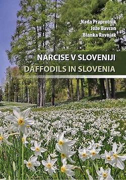 narcise v sloveniji