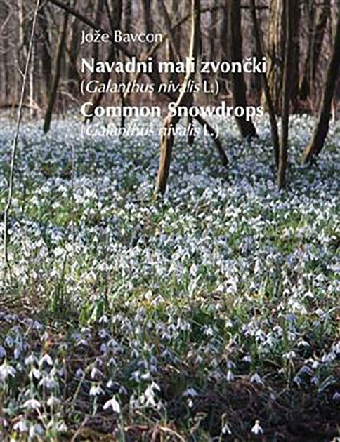 navadni mali zvončki -žepna