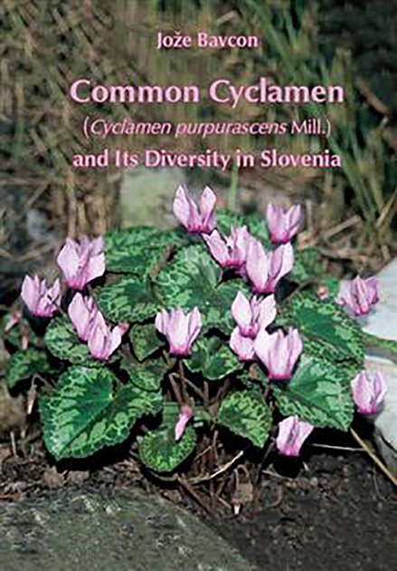 common cyclamen