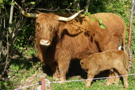 Škotsko višarsko govedo