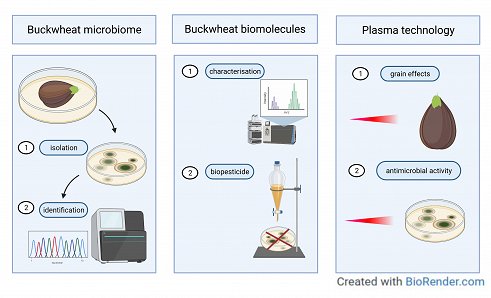 Buckwheat microbiome