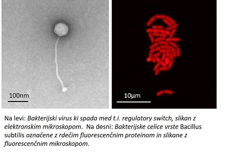 Slika_bakterija in virus_o