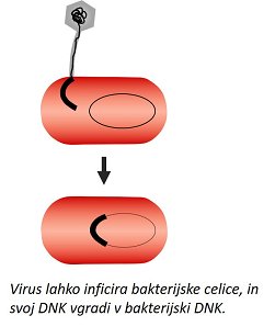 Slika_virus vgradi svoj DNK v kanetrijski DNK_o