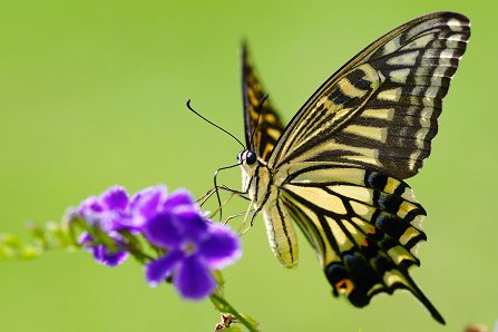 Papilio_xuthus_20130804