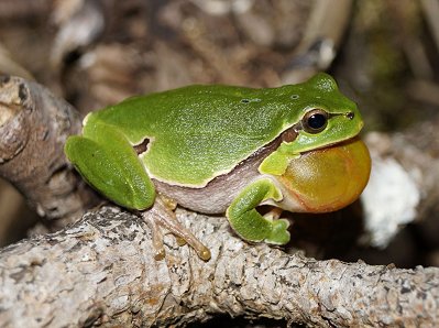 Hyla_arborea_Aja_Zamolo_150528