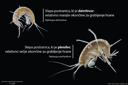 Primerjava dveh vrst slepih postranic.jpg