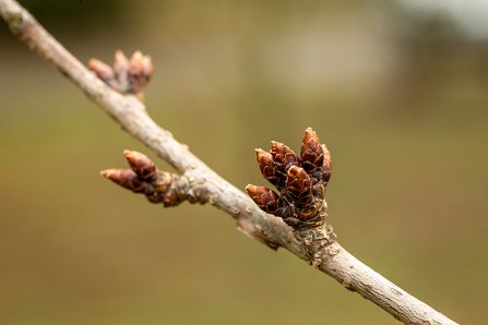 Prunus serrulata 'Kanzan'_07-03-2023.jpg