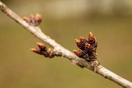 Prunus serrulata 'Kanzan'_08-03-2023.jpg