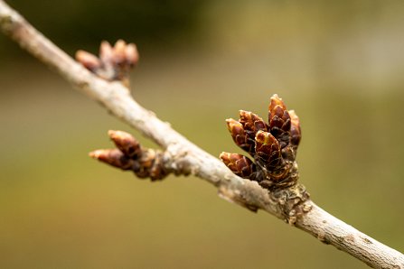 Prunus serrulata 'Kanzan'_09-03-2023.jpg