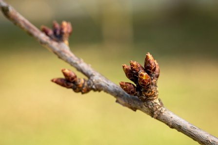Prunus serrulata 'Kanzan'_10-03-2023.jpg
