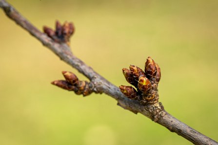 Prunus serrulata 'Kanzan'_13-03-2023.jpg