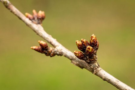 Prunus serrulata 'Kanzan'_14-03-2023.jpg