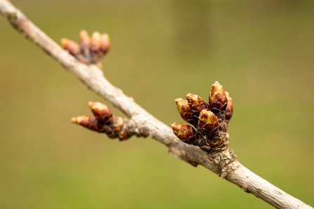 Prunus serrulata 'Kanzan'_15-03-2023.jpg