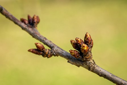 Prunus serrulata 'Kanzan'_16-03-2023.jpg
