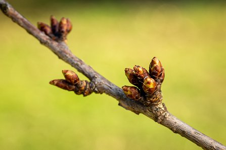 Prunus serrulata 'Kanzan'_17-03-2023.jpg