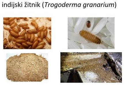 Indijski žitnik