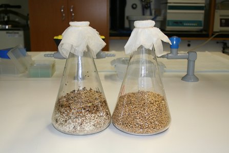 Močan pojav skladiščnih žuželk navadno spremlja tudi plesnenje žita (levo)