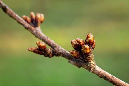 Prunus serrulata 'Kanzan'_20-03-2023.jpg