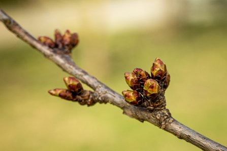 Prunus serrulata 'Kanzan'_21-03-2023.jpg