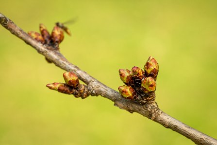 Prunus serrulata 'Kanzan'_22-03-2023.jpg