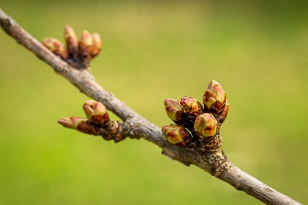 Prunus serrulata 'Kanzan'_23-03-2023.jpg