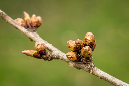 Prunus serrulata 'Kanzan'_24-03-2023.jpg