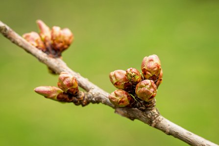 Prunus serrulata 'Kanzan'_27-03-2023.jpg