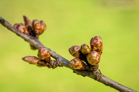 Prunus serrulata 'Kanzan'_28-03-2023.jpg