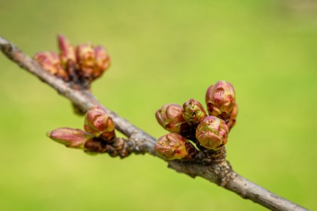 Prunus serrulata 'Kanzan'_29-03-2023.jpg