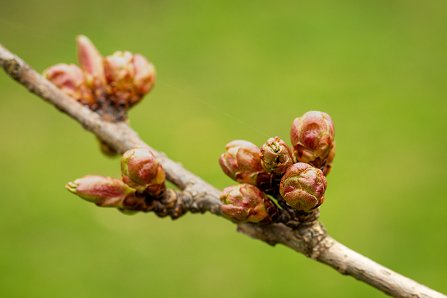 Prunus serrulata 'Kanzan'_30-03-2023.jpg