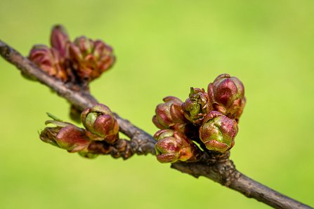 Prunus serrulata 'Kanzan'_01-04-2023.jpg
