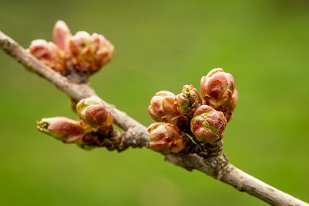 Prunus serrulata 'Kanzan'_31-03-2023.jpg
