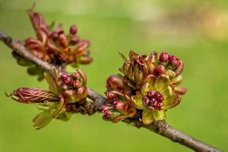 Prunus serrulata 'Kanzan'_04-04-2023.jpg