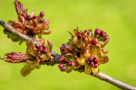 Prunus serrulata 'Kanzan'_06-04-2023.jpg