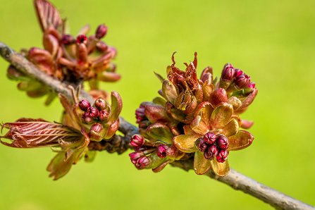 Prunus serrulata 'Kanzan'_07-04-2023.jpg