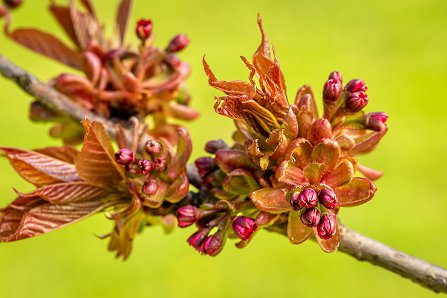 Prunus serrulata 'Kanzan'_10-04-2023.jpg