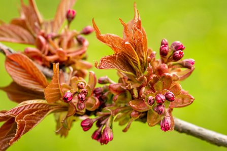 Prunus serrulata 'Kanzan'_12-04-2023.jpg