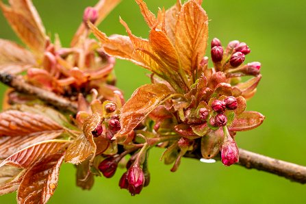 Prunus serrulata 'Kanzan'_13-04-2023.jpg