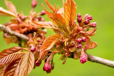 Prunus serrulata 'Kanzan'_14-04-2023.jpg