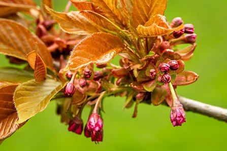 Prunus serrulata 'Kanzan'_17-04-2023.jpg