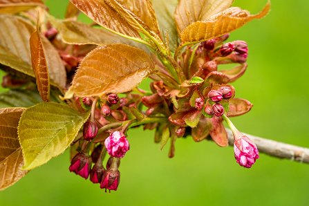 Prunus serrulata 'Kanzan'_18-04-2023.jpg