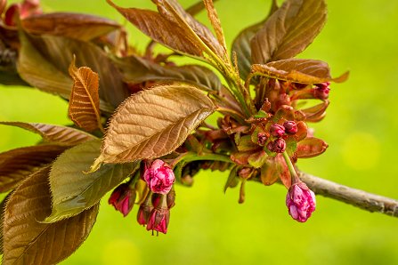 Prunus serrulata 'Kanzan'_19-04-2023.jpg