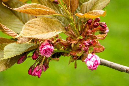 Prunus serrulata 'Kanzan'_20-04-2023.jpg