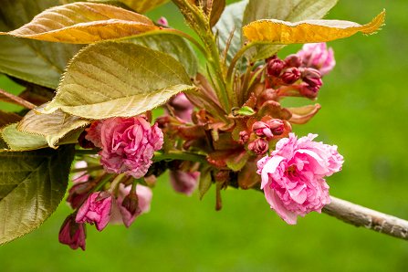 Prunus serrulata 'Kanzan'_21-04-2023.jpg