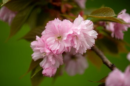 Prunus serrulata 'Kanzan'_24-04-2023_3.jpg